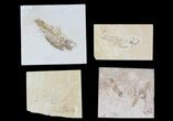 Lot: Cheap to Green River Fossil Fish - Pieces #81218-2